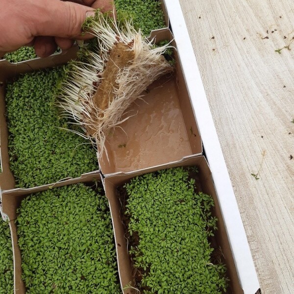 ProFlora® Hanfmatte 25,0m x 1,0m x 3,5mm 400g/m²