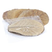 ProFlora® Terminalia Catappa Blätter XS ca. 8cm...