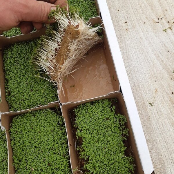 ProFlora® Hanfpad Anzuchtvlies Kressematte Microgreens Kräuter