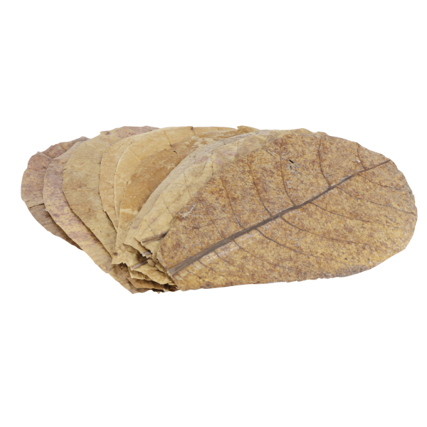 ProFlora® Terminalia Catappa Seemandelbaumblätter Blätter für das Aquarium