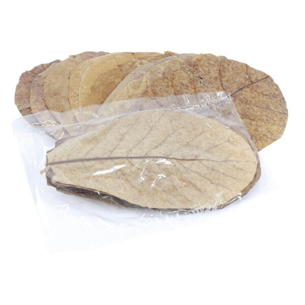 ProFlora® Terminalia Catappa Seemandelbaumblätter Blätter für das Aquarium