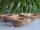 ProFlora® Kokosschale Pflanzschale längs halbiert