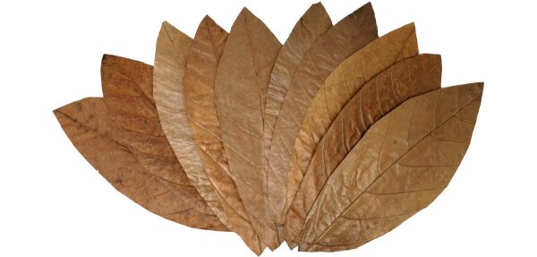 ProFlora® Cacao Blätter L ca. 30cm x 12cm 10 Stück