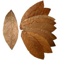 ProFlora® Cacao Blätter L ca. 30cm x 12cm 10...