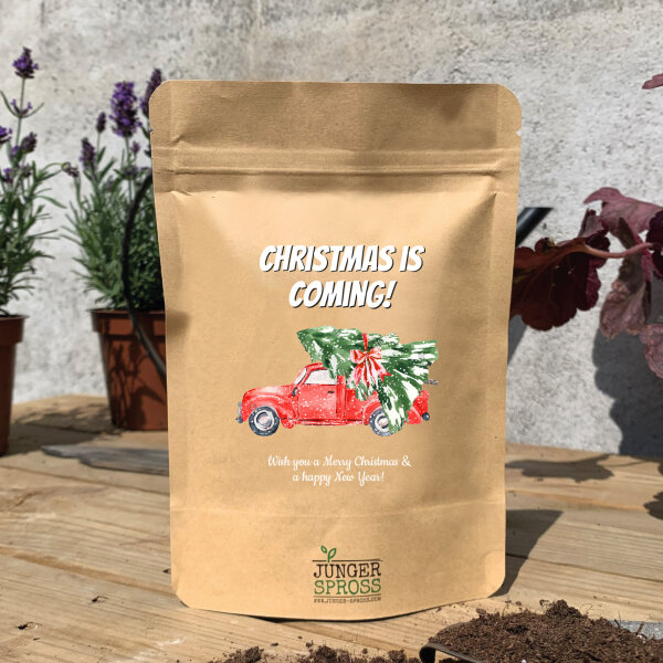 Christmas is coming (Dill)