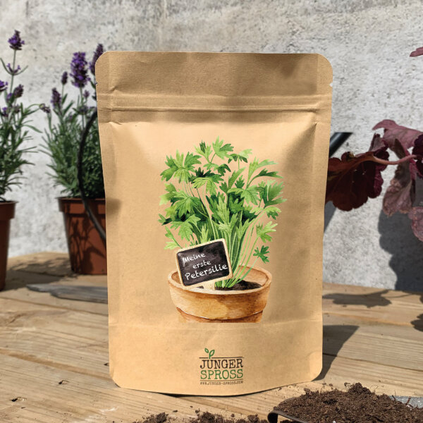 Meine erste Petersilie (Petersilie)