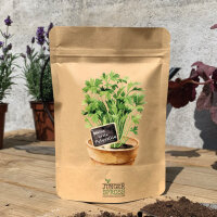 Meine erste Petersilie (Petersilie)