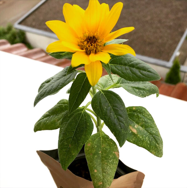 Meine erste Sonnenblume (Sonnenblume)