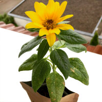 Meine erste Sonnenblume (Sonnenblume)