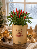 Merry Christmas Geweih (Chilli)