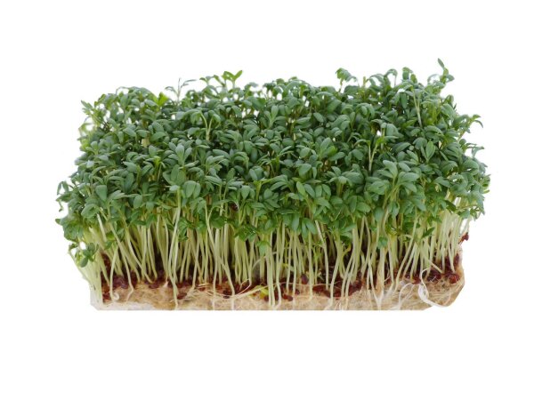 ProFlora® Hanfpad  11,3cm x 7,5cm 1.300g/m²