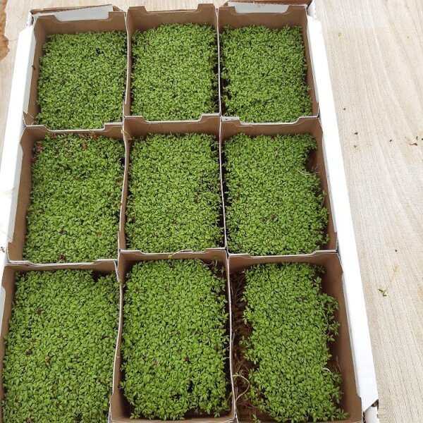 ProFlora® Hanfmatte 25,0m x 1,0m x 5,0mm 600g/m²